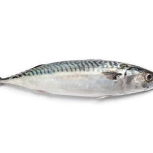 Blue mackerel