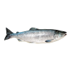 Chum salmon