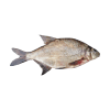 Common bream (Abramis brama)