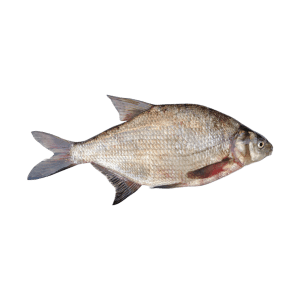 Common bream (Abramis brama)