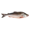 Pink salmon