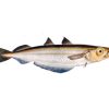 Southern blue whiting (Micromesistius australis)