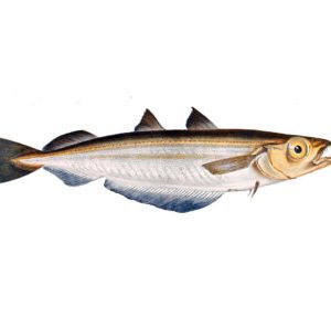 Southern blue whiting (Micromesistius australis)