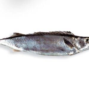 Southern mackerel / Gemfish (Rexea solandri)